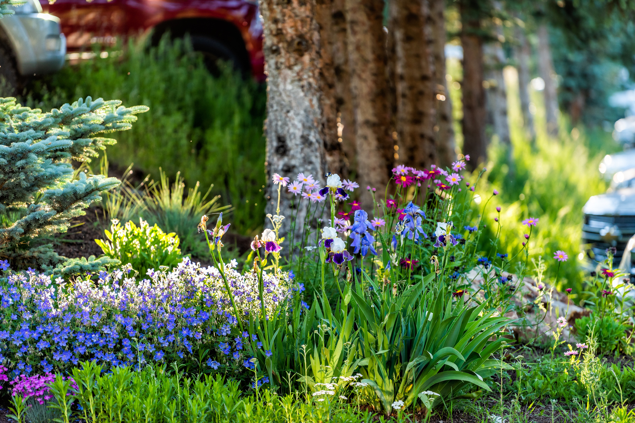 Summer landscaped flowers in park