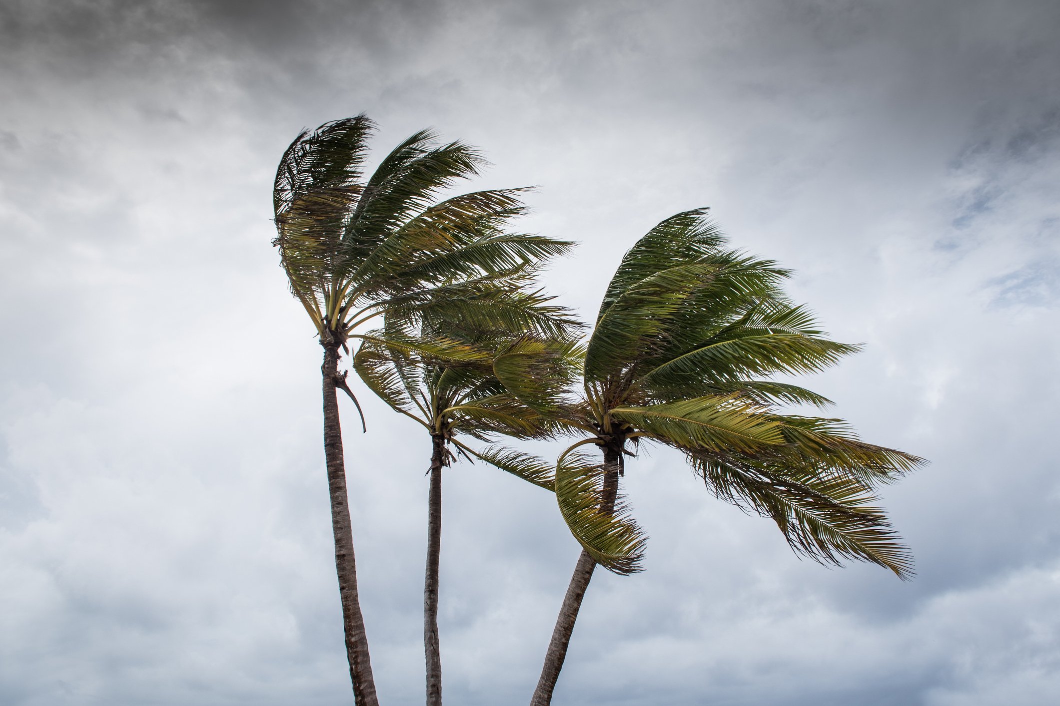 Palm trees blowing in windy weather conditions